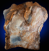 Quartz var. Petrified Walnut from John Day Formation, Oregon
