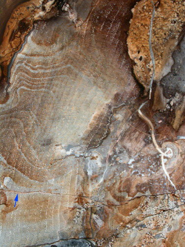 Quartz var. Petrified Walnut from John Day Formation, Oregon