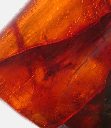 Amber with Insect Inclusion from Dominican Republic