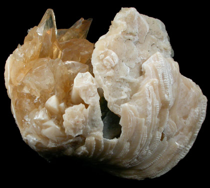 Calcite in Fossilized Clam from Ruck's Pit Quarry, Fort Drum, Okeechobee County, Florida