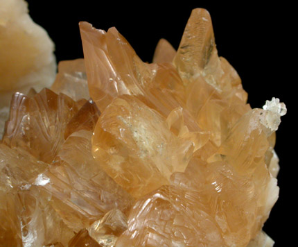 Calcite in Fossilized Clam from Ruck's Pit Quarry, Fort Drum, Okeechobee County, Florida