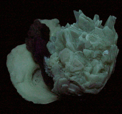 Calcite in Fossilized Clam from Ruck's Pit Quarry, Fort Drum, Okeechobee County, Florida