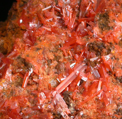 Crocoite from Adelaide Proprietary Mine, Dundas, Zeehan, Tasmania, Australia