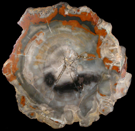 Quartz var. Petrified Wood from Petrified Forest near Holbrook, Navajo County, Arizona