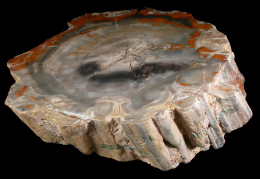 Quartz var. Petrified Wood from Petrified Forest near Holbrook, Navajo County, Arizona