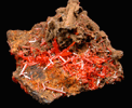 Crocoite from Dundas, Tasmania, Australia