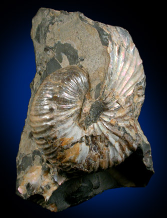 Discoscaphites Fossil from Fox Hills, South Dakota