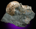 Hoploscaphites Fossil from Fox Hills, South Dakota