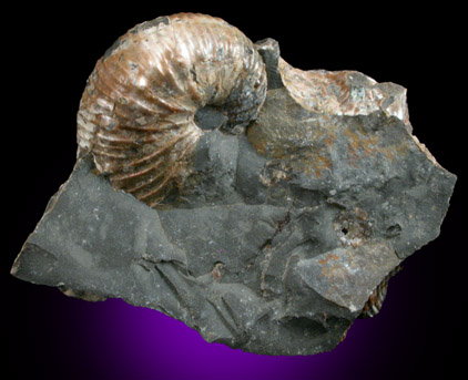 Hoploscaphites Fossil from Fox Hills, South Dakota