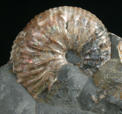 Hoploscaphites Fossil from Fox Hills, South Dakota