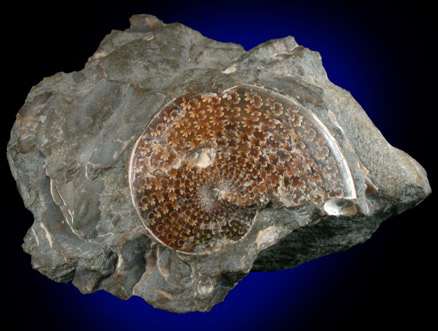 Sphenodiscus Fossil from Fox Hills Formation, South Dakota