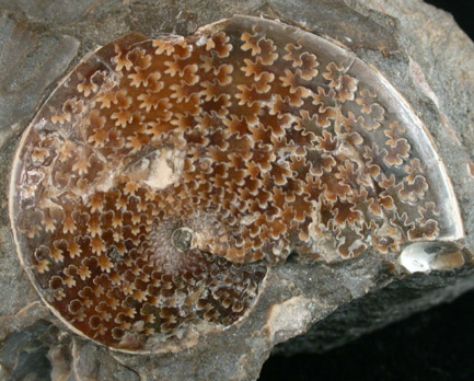 Sphenodiscus Fossil from Fox Hills Formation, South Dakota