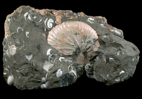 Discoscaphites Conradi Fossil from Fox Hills, South Dakota