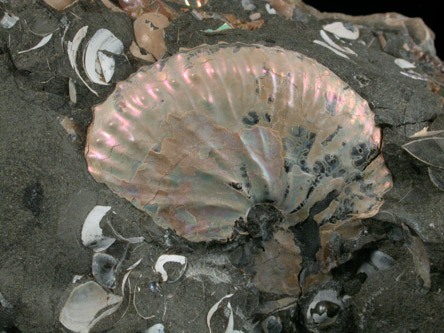 Discoscaphites Conradi Fossil from Fox Hills, South Dakota