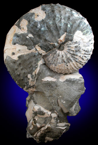 Hoploscaphites Nicoletti Fossil from Fox Hills, South Dakota
