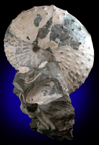 Hoploscaphites Nicoletti Fossil from Fox Hills, South Dakota