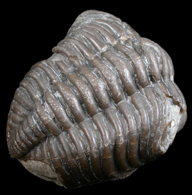 Trilobite Fossil from Utah