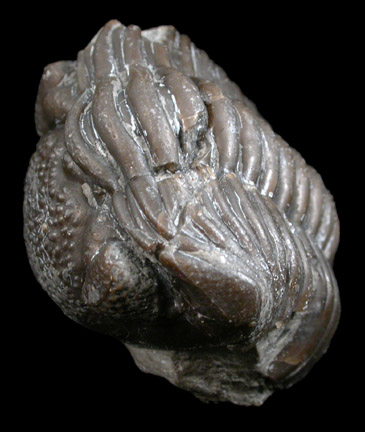 Trilobite Fossil from Utah