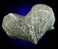 Pyritized Clam Fossil from Chile
