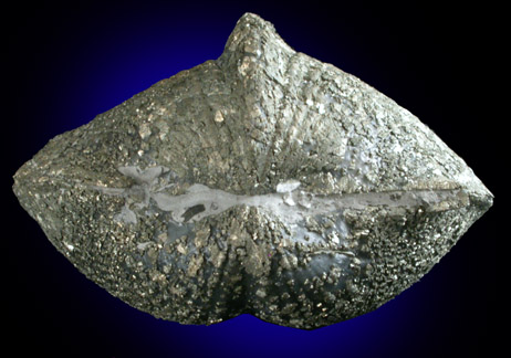 Pyritized Clam Fossil from Chile