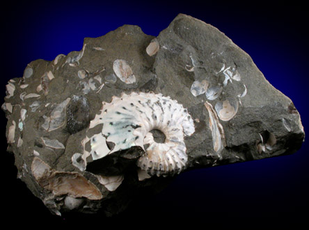 Hoploscaphites Fossil from Fox Hills, South Dakota