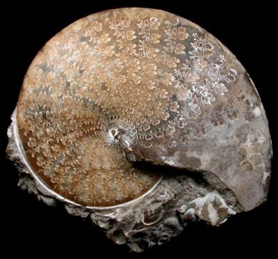 Sphenodiscus Fossil from Fox Hills Formation, South Dakota