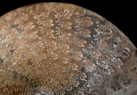 Sphenodiscus Fossil from Fox Hills Formation, South Dakota