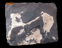 Teratolite (Kaolinite+Quartz+Goethite+Mica) from Zwickau, Saxony, Germany
