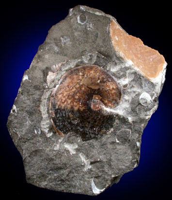 Sphenodiscus Fossil from Late Cretaceous Formation, Fox Hills Formation, South Dakota