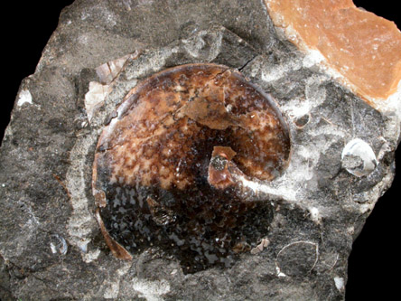 Sphenodiscus Fossil from Late Cretaceous Formation, Fox Hills Formation, South Dakota