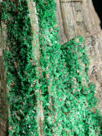 Grossular Garnet on Diopside from Orford Nickel Mine, 5.6 km southwest of Saint-Denis-de-Brompton, Qubec, Canada
