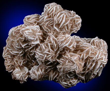 Gypsum var. Desert Rose from Ahumada Playa, Chihuahua, Mexico