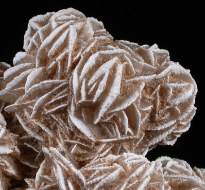 Gypsum var. Desert Rose from Ahumada Playa, Chihuahua, Mexico