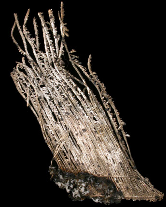 Silver from Andres del Rio District, Batopilas, Chihuahua, Mexico
