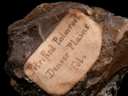 Quartz var. Petrified Palmroot from Denver Plains, Denver County, Colorado