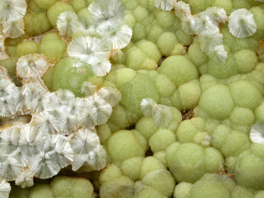 Wavellite from National Limestone Quarry, Lime Ridge, Mount Pleasant Mills, Snyder County, Pennsylvania