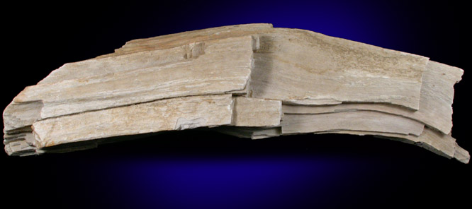 Quartz var. Petrified Wood from Vincentown, Burlington County, New Jersey