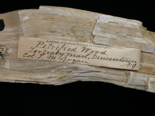 Quartz var. Petrified Wood from Vincentown, Burlington County, New Jersey