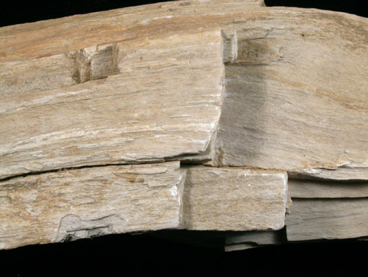 Quartz var. Petrified Wood from Vincentown, Burlington County, New Jersey