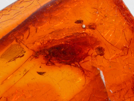 Amber with insect inclusion from Kaliningrad (formerly Knigsberg, East Prussia), Kaliningradskaya Oblast', Russia