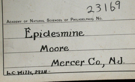 Stilbite var. Epidesmine from Moore's Station Quarry, 44 km northeast of Philadelphia, Mercer County, New Jersey