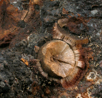 Aragonite in Limonite from Mullica Hill, Gloucester County, New Jersey