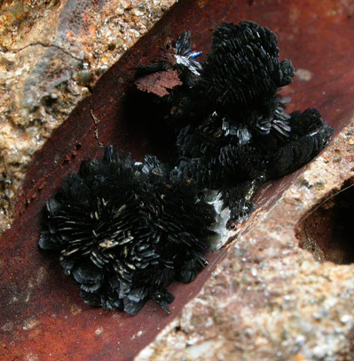 Vivianite in cast after a Belemnite from Mullica Hill, Gloucester County, New Jersey