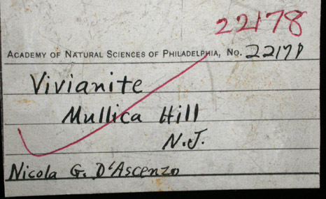 Vivianite pseudomorphs after Belemnites from Mullica Hill, Gloucester County, New Jersey