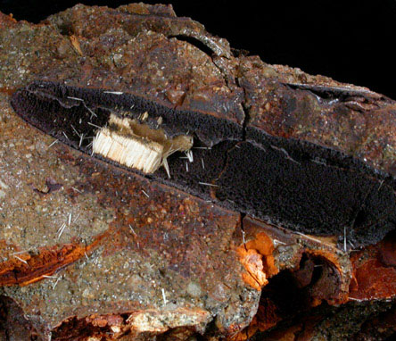 Aragonite and Vivianite pseudomorphs after Belemnites from Mullica Hill, Gloucester County, New Jersey