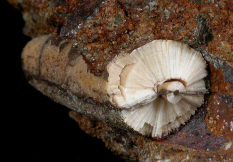 Aragonite pseudomorphs after Belemnites from Mullica Hill, Gloucester County, New Jersey