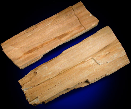 Quartz var. Petrified Wood from Gibbsboro, Camden County, New Jersey