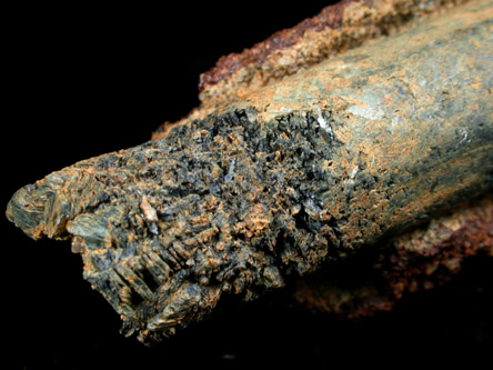 Vivianite pseudomorphs after Belemnites from Mullica Hill, Gloucester County, New Jersey