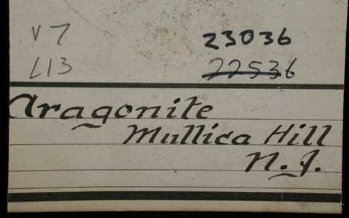 Aragonite pseudomorphs after Belemnites from Mullica Hill, Gloucester County, New Jersey