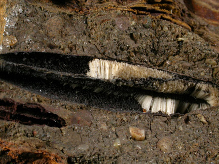 Aragonite pseudomorphs after Belemnites from Mullica Hill, Gloucester County, New Jersey